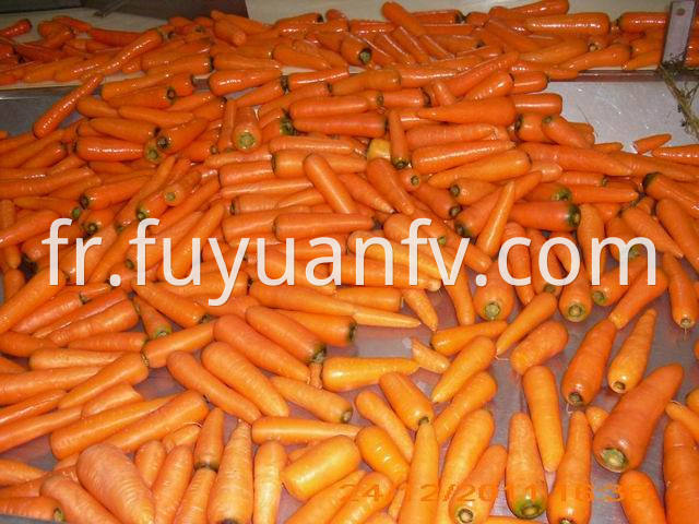 shandong carrot 